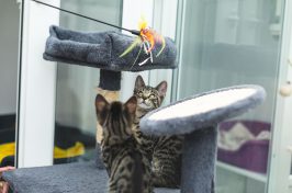 kittens playing in cattery