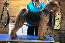 airedale at dog groomers