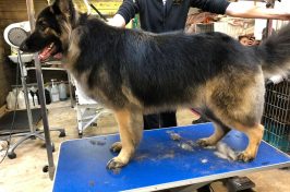 alsatian german shepherd at dog groomers